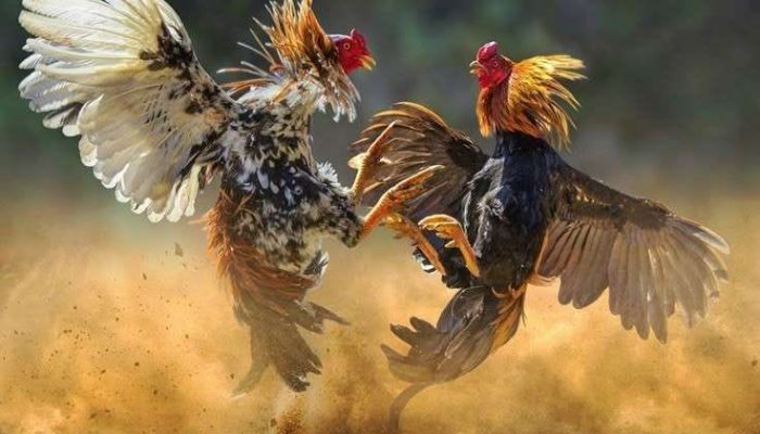 Menanti Langkah Kapolres Baru, Ketua FPK Soroti Maraknya Dugaan Judi Sabung Ayam di Toraja Utara