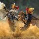 Menanti Langkah Kapolres Baru, Ketua FPK Soroti Maraknya Dugaan Judi Sabung Ayam di Toraja Utara