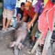 Pendekatan Humanis, Pemkot Makassar Bantu Relokasi Ternak Babi di Panakkukang ke Lokasi Steril